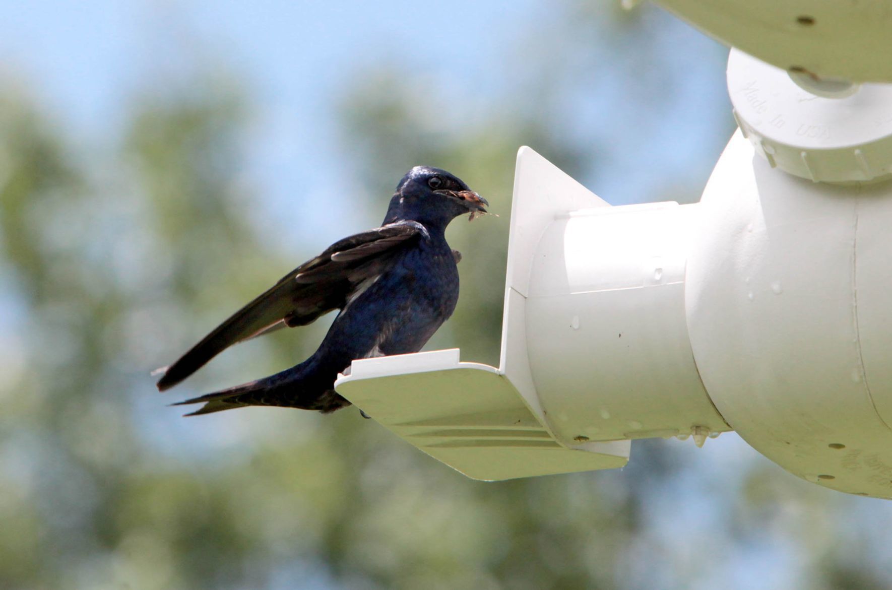 Purple martin banding